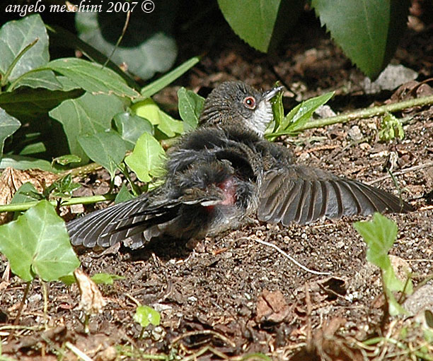 Occhiocotto juv sun bathing